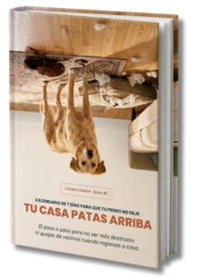 Calendario de 7 días para que tu perro no deje tu casa patas arriba