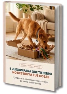 5 juegos para que tu perro no destruya tus cosas